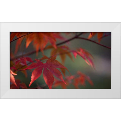 Sunlight Maple I White Modern Wood Framed Art Print by Crane, Rita