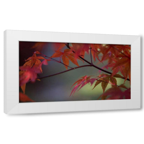 Sunlight Maple II White Modern Wood Framed Art Print by Crane, Rita