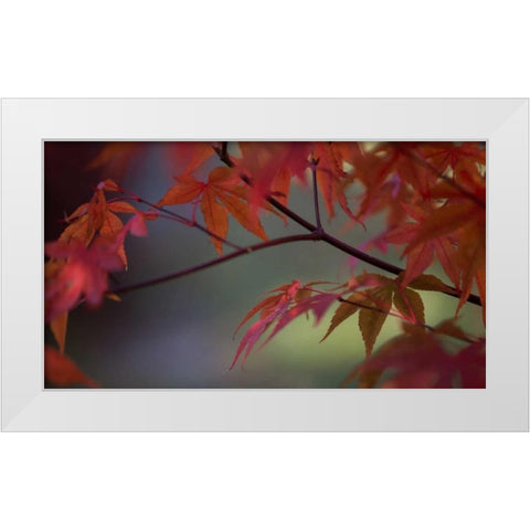 Sunlight Maple II White Modern Wood Framed Art Print by Crane, Rita