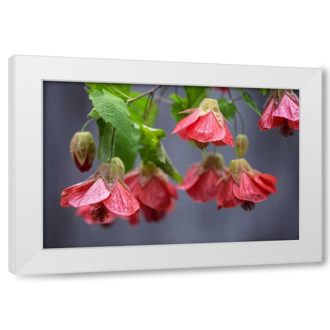 Chinese Lantern I White Modern Wood Framed Art Print by Crane, Rita