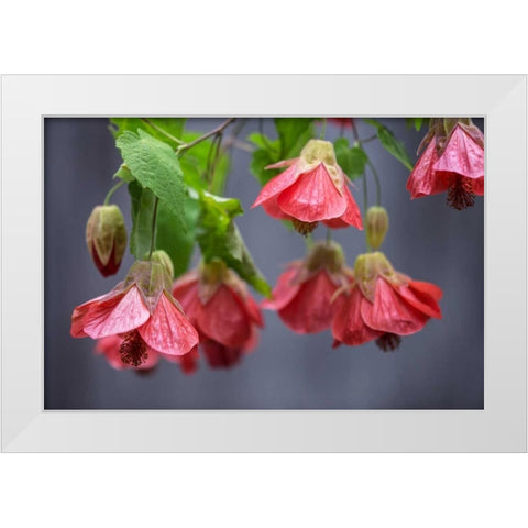 Chinese Lantern I White Modern Wood Framed Art Print by Crane, Rita