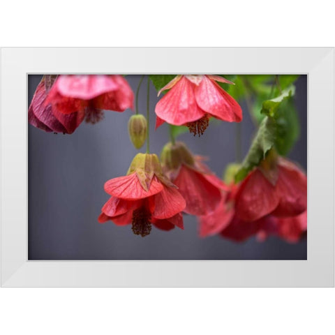 Chinese Lantern II White Modern Wood Framed Art Print by Crane, Rita