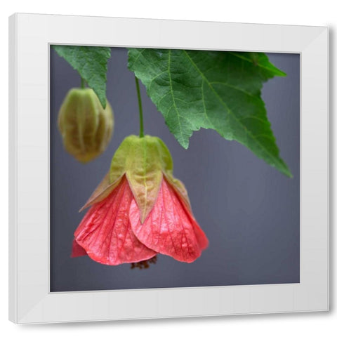 Chinese Lantern III White Modern Wood Framed Art Print by Crane, Rita