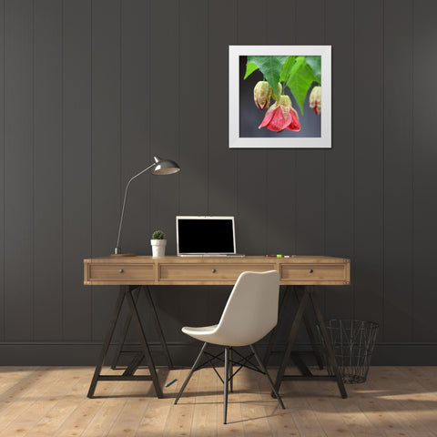 Chinese Lantern IV White Modern Wood Framed Art Print by Crane, Rita