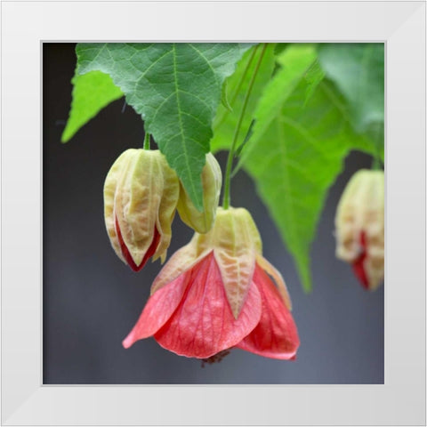 Chinese Lantern IV White Modern Wood Framed Art Print by Crane, Rita