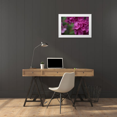 Pink Hydrangeas II White Modern Wood Framed Art Print by Crane, Rita