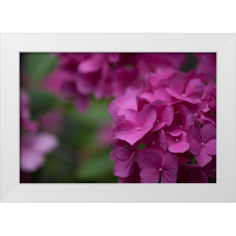 Pink Hydrangeas II White Modern Wood Framed Art Print by Crane, Rita