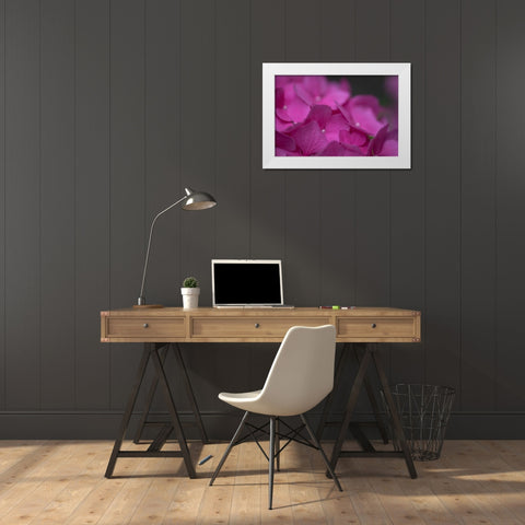 Pink Hydrangeas III White Modern Wood Framed Art Print by Crane, Rita