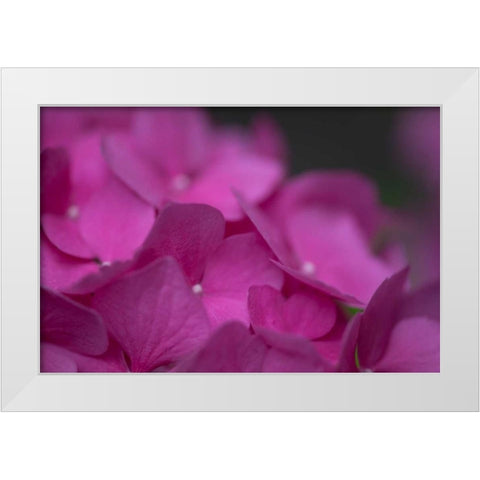 Pink Hydrangeas III White Modern Wood Framed Art Print by Crane, Rita