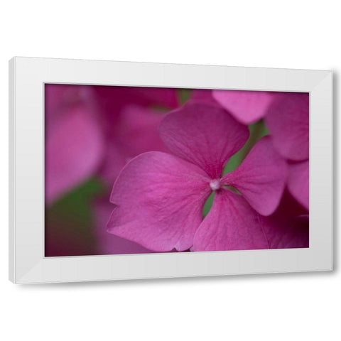 Pink Hydrangeas IV White Modern Wood Framed Art Print by Crane, Rita