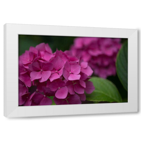 Pink Hydrangeas V White Modern Wood Framed Art Print by Crane, Rita