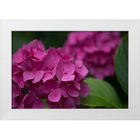 Pink Hydrangeas V White Modern Wood Framed Art Print by Crane, Rita