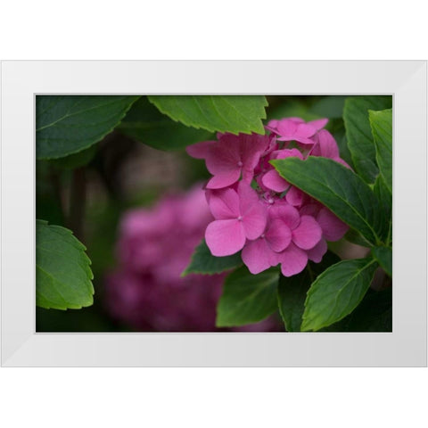 Pink Hydrangeas VI White Modern Wood Framed Art Print by Crane, Rita