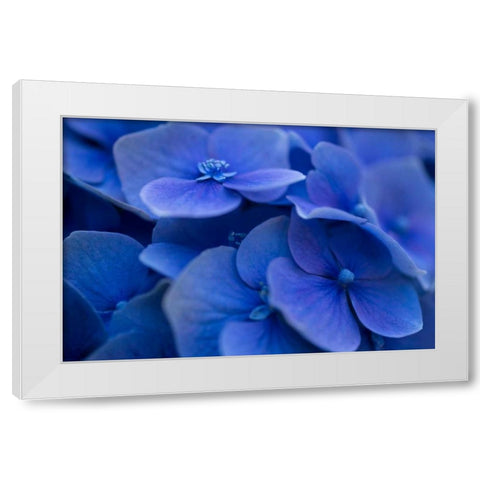 Hydrangea Blues I White Modern Wood Framed Art Print by Crane, Rita