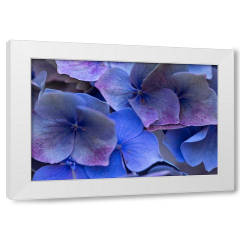Hydrangea Blues III White Modern Wood Framed Art Print by Crane, Rita