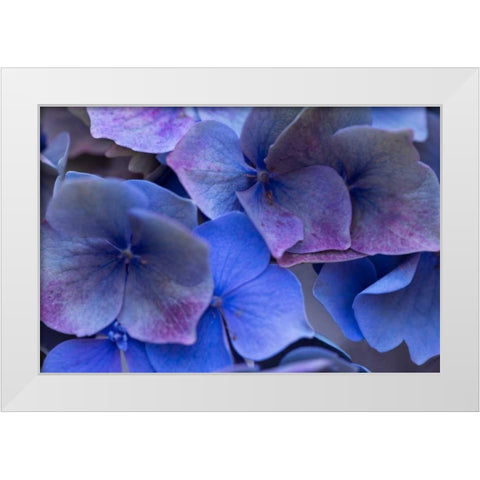 Hydrangea Blues III White Modern Wood Framed Art Print by Crane, Rita