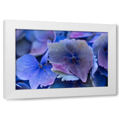 Hydrangea Blue IV White Modern Wood Framed Art Print by Crane, Rita