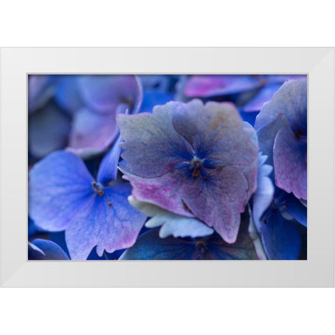 Hydrangea Blue IV White Modern Wood Framed Art Print by Crane, Rita