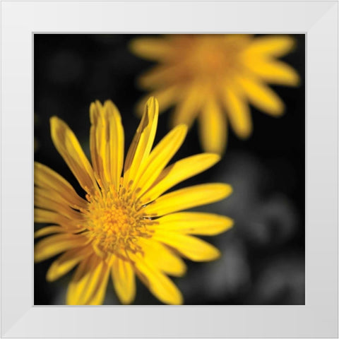 Celebration III White Modern Wood Framed Art Print by Crane, Rita