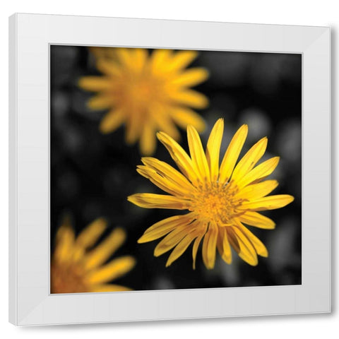 Celebration IV White Modern Wood Framed Art Print by Crane, Rita