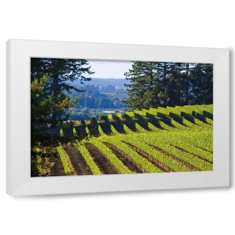 Sunlit Vineyard I White Modern Wood Framed Art Print by Crane, Rita