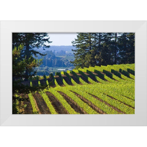 Sunlit Vineyard I White Modern Wood Framed Art Print by Crane, Rita