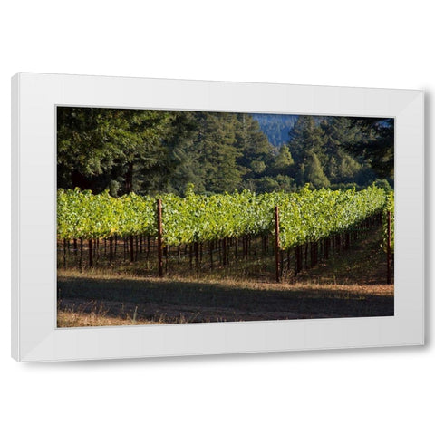 Sunlit Vineyard II White Modern Wood Framed Art Print by Crane, Rita