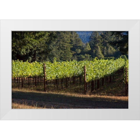 Sunlit Vineyard II White Modern Wood Framed Art Print by Crane, Rita