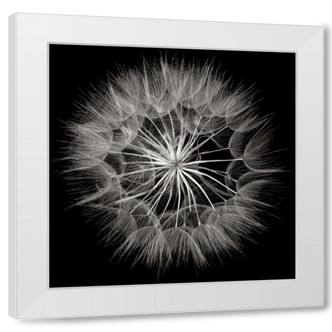 Goats Beard 5 White Modern Wood Framed Art Print by Christensen, Jim