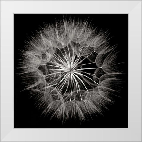 Goats Beard 5 White Modern Wood Framed Art Print by Christensen, Jim