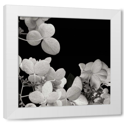 Flower Cluster 1 White Modern Wood Framed Art Print by Christensen, Jim