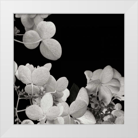 Flower Cluster 1 White Modern Wood Framed Art Print by Christensen, Jim
