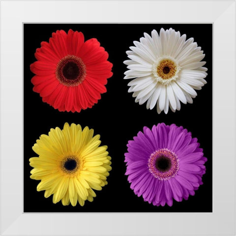 Gerber Group 2 White Modern Wood Framed Art Print by Christensen, Jim