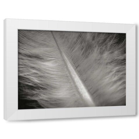 Feather II White Modern Wood Framed Art Print by Christensen, Jim