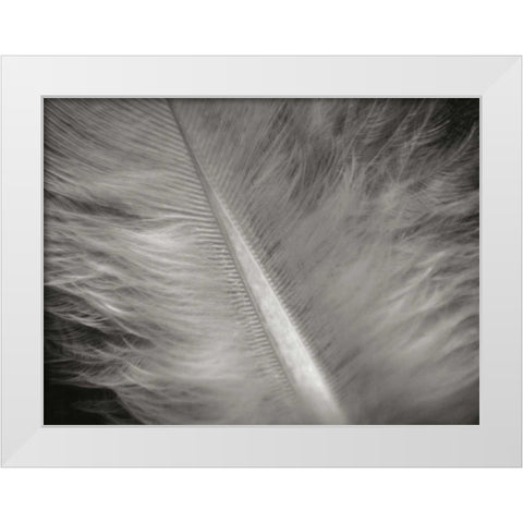 Feather II White Modern Wood Framed Art Print by Christensen, Jim