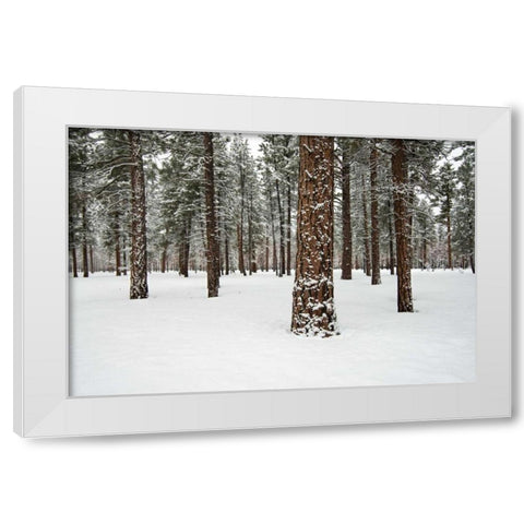 Ponderosa Forest White Modern Wood Framed Art Print by Hellmann, Stan