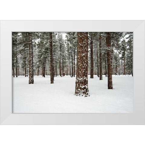 Ponderosa Forest White Modern Wood Framed Art Print by Hellmann, Stan