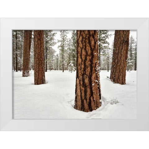 Four Ponderosas White Modern Wood Framed Art Print by Hellmann, Stan