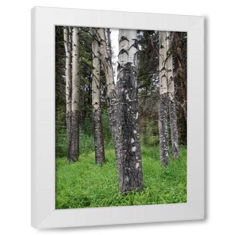 Birch Stand White Modern Wood Framed Art Print by Hellmann, Stan