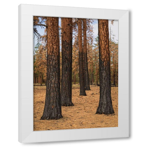 Ponderosa Forest after Fire White Modern Wood Framed Art Print by Hellmann, Stan