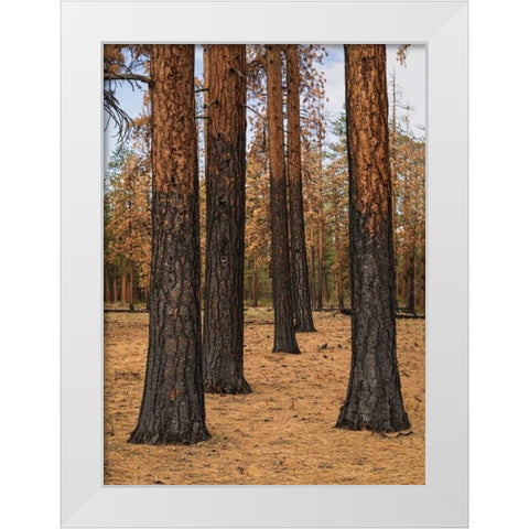 Ponderosa Forest after Fire White Modern Wood Framed Art Print by Hellmann, Stan