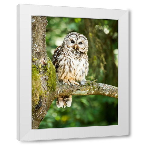 Einstein I White Modern Wood Framed Art Print by Hellmann, Stan