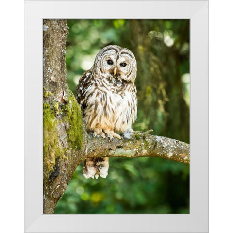 Einstein I White Modern Wood Framed Art Print by Hellmann, Stan