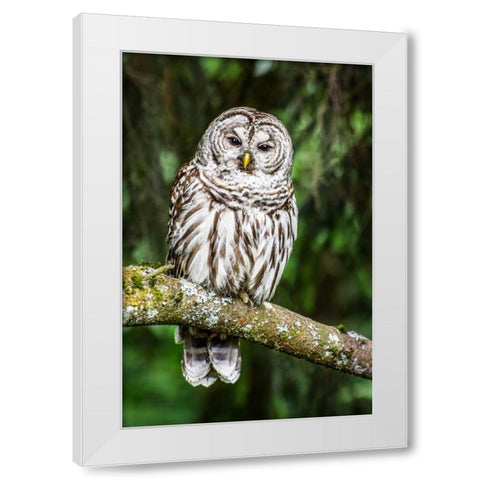 Einstein II White Modern Wood Framed Art Print by Hellmann, Stan