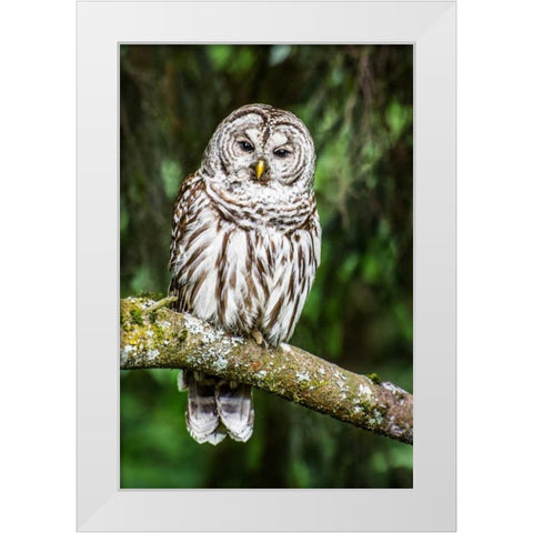 Einstein II White Modern Wood Framed Art Print by Hellmann, Stan