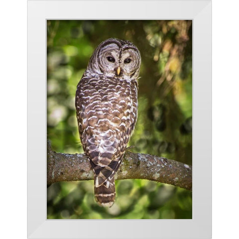 Einstein III White Modern Wood Framed Art Print by Hellmann, Stan