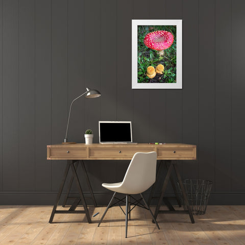 Amanita Muscaria White Modern Wood Framed Art Print by Hellmann, Stan