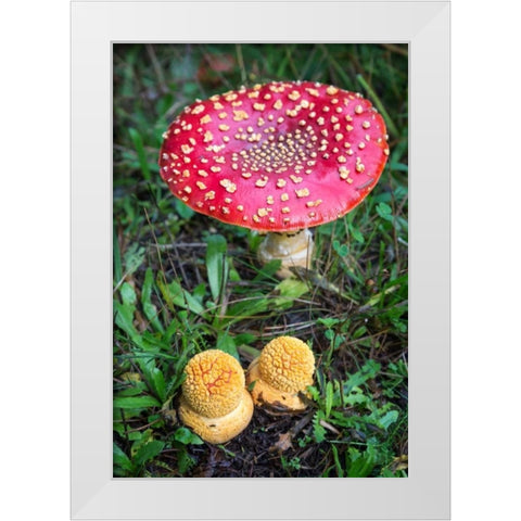 Amanita Muscaria White Modern Wood Framed Art Print by Hellmann, Stan