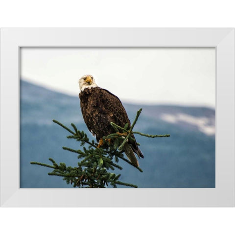 Bald Eagle I White Modern Wood Framed Art Print by Hellmann, Stan