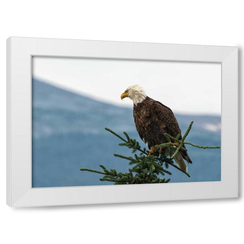 Bald Eagle II White Modern Wood Framed Art Print by Hellmann, Stan